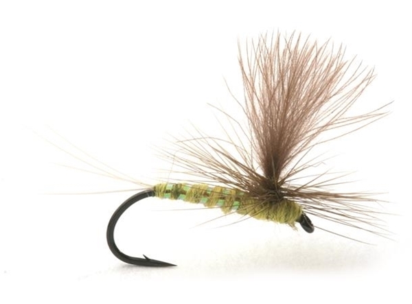 Bilde av UMPQUA Olive Flash